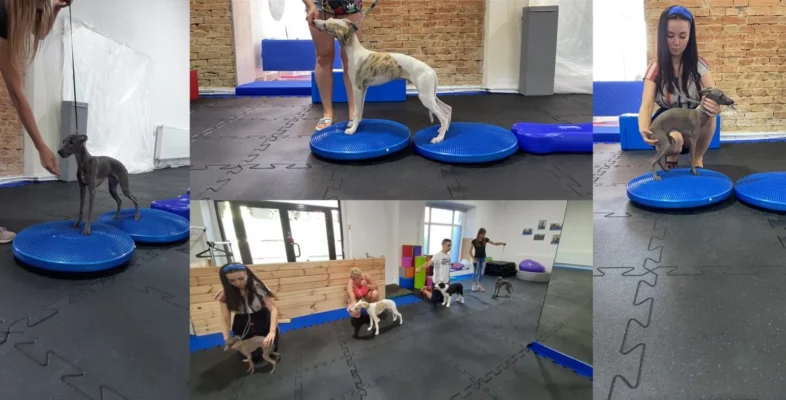 Nawierzchnia gumowa dla zwierząt - puzzle elastyczne. Płyty elastyczne do wewnątrz