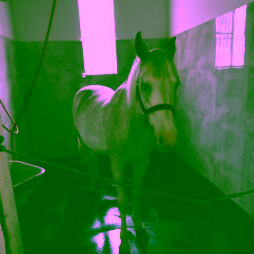 Nawierzchnia dla koni AGROFLEX - mata stajenna dla koni